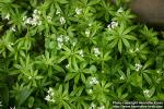 Photo: Galium odoratum 9.