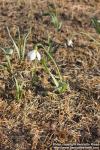 Photo: Galanthus elwesii 5.