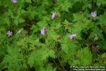 Photo: Geranium robertianum 5.