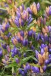 Photo: Gentiana pneumonanthe 08.