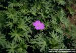 Photo: Geranium sanguineum 1.