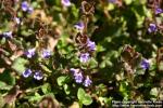 Photo: Glechoma hederacea 8.