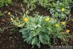 Photo: Glaucium flavum 3.