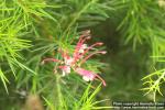 Photo: Grevillea juniperina 1.