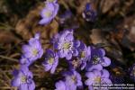 Photo: Hepatica nobilis 09.