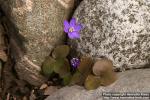 Photo: Hepatica nobilis 13.