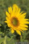 Photo: Helianthus annuus 37.