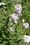 Photo: Hesperis matronalis 10.