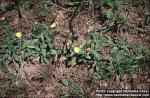 Photo: Hieracium pilosella.