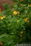 Photo: Hypericum x inodorum 2.