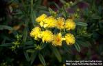 Photo: Hypericum kalmianum 2.