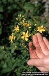 Photo: Hypericum perforatum 8.