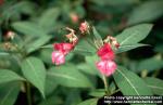 Photo: Impatiens glandulifera 6.