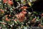 Photo: Ixora coccinea 3.