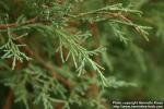 Photo: Juniperus scopulorum 1.