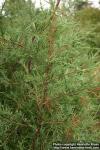 Photo: Juniperus scopulorum 2.