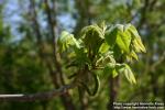 Photo: Juglans ailanthifolia 8.