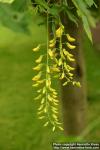 Photo: Laburnum x watereri.