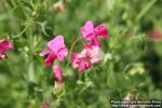 Photo: Lathyrus tuberosus 3.