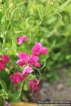 Photo: Lathyrus tuberosus 6.