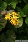 Photo: Ligularia dentata 9.