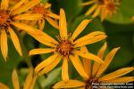 Photo: Ligularia dentata 16.