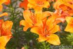 Photo: Lilium bulbiferum croc 3.