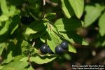 Photo: Lonicera nigra 1.