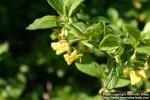 Photo: Lonicera involucrata 4.