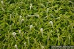 Photo: Lysimachia clethroides 2.