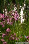 Photo: Lychnis flos cuculi 8.