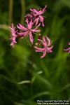 Photo: Lychnis flos-cuculi 9.