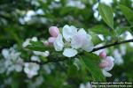 Photo: Malus pumila 11.