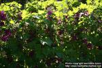 Photo: Malva sylvestris 21.