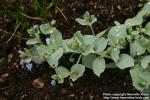 Photo: Mertensia maritima.