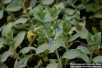 Photo: Mertensia maritima 1.