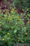 Photo: Medicago lupulina 2.