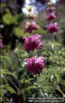 Photo: Monarda citriodora 5.