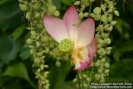 Photo: Nelumbo nucifera 5.