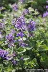 Photo: Nepeta x faassenii 7.