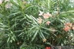 Photo: Nerium oleander 8.