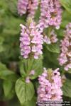 Photo: Nepeta Nervosa 2.