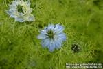 Photo: Nigella damascena 12.