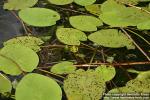 Photo: Nuphar lutea 5.