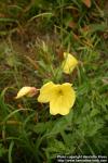 Photo: Oenothera macrocarpa 1.