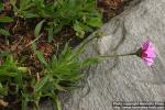 Photo: Osteospermum barberiae 1.