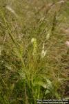 Photo: Panicum capillare 4.