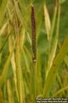 Photo: Pennisetum glaucum.