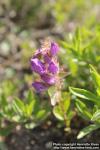 Photo: Penstemon fruticosus 1.