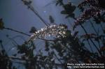 Photo: Petrea volubilis 1.